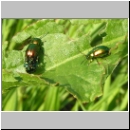 Gastrophysa viridula - Blattkaefer 01.jpg